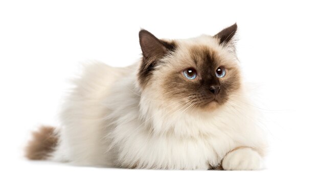 Birman cat, lying, isolated on white