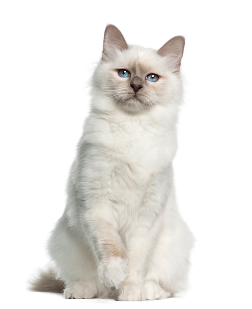 Birman cat portrait (5 months old)