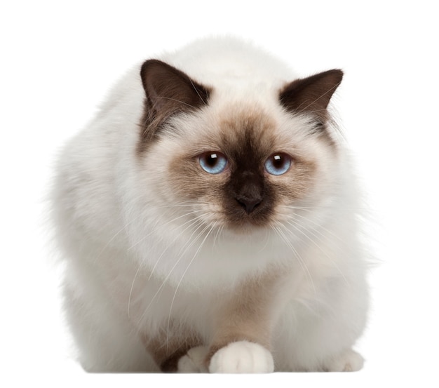 Birman cat portrait