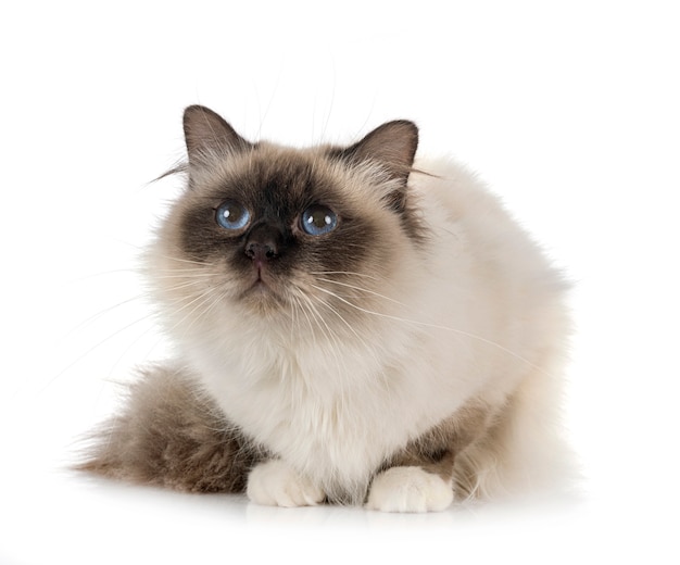 Birman cat in studio