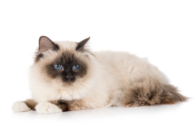 Birman cat in studio