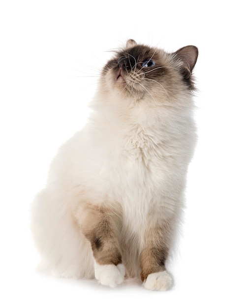 Birman cat in studio