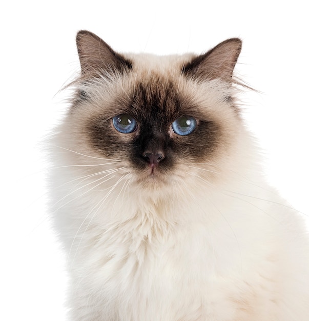 Birman cat in studio