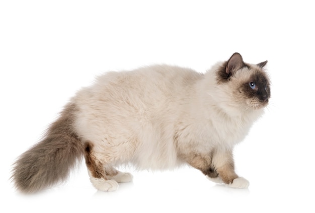 Birman cat in studio