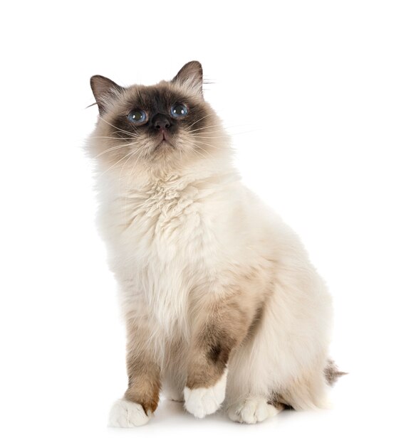 Birman cat in studio