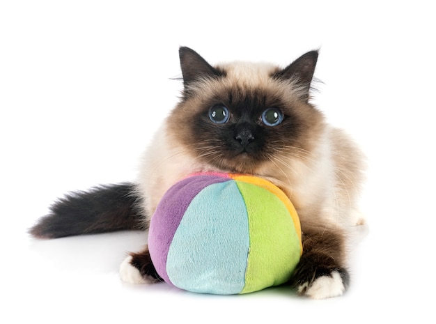 스튜디오에서 Birman 고양이