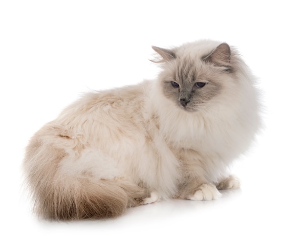 Birman cat in studio