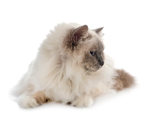 Birman cat in studio