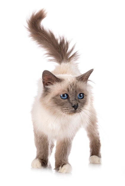 Birman cat in studio