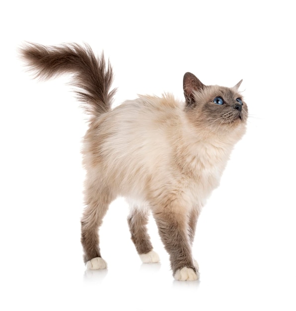 스튜디오에서 Birman 고양이