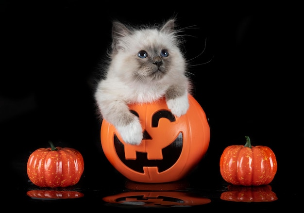 Photo birman cat in studio