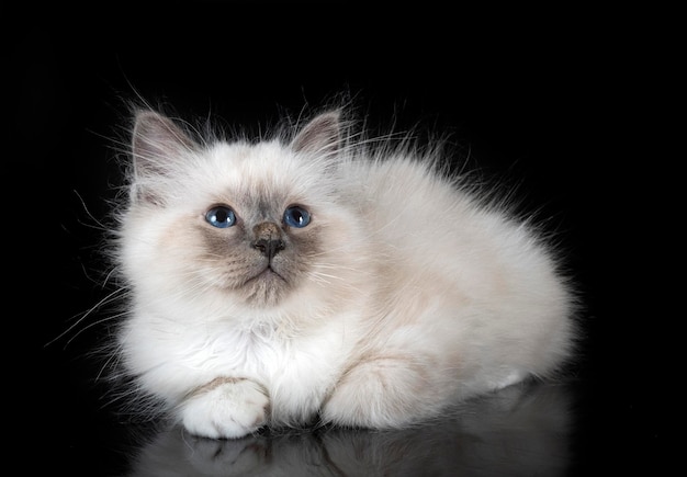 Birman cat in studio