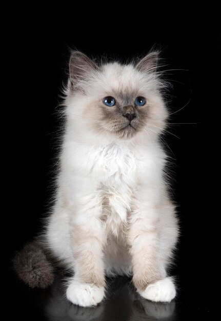 스튜디오에서 Birman 고양이