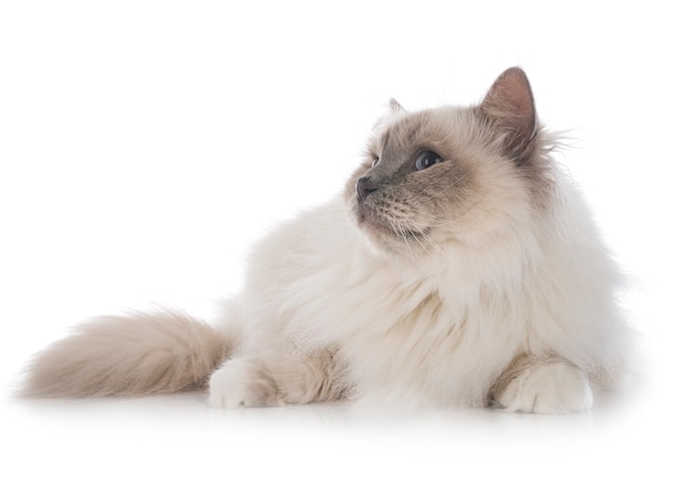 흰색 배경에 Birman 고양이