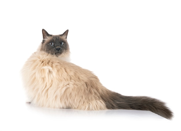 Birman cat in white isolated