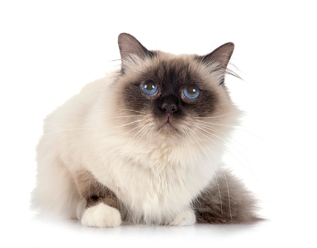 흰 벽에 Birman 고양이