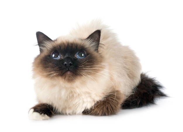 Birman cat on white wall