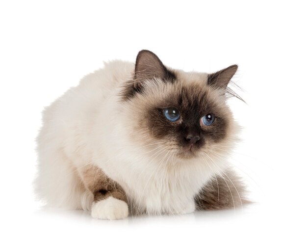 Birman cat on white wall