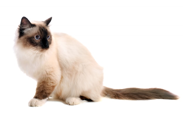 Birman cat