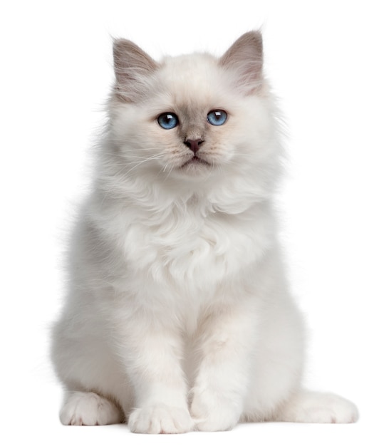 Birman kitten, 10 weeks old. Cat portrait isolated