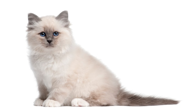 Birman kitten, 10 weken oud. Kattenportret geïsoleerd