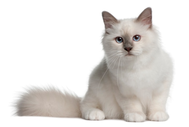 4 개월 된 Birman Kitten. 고립 된 고양이 초상화