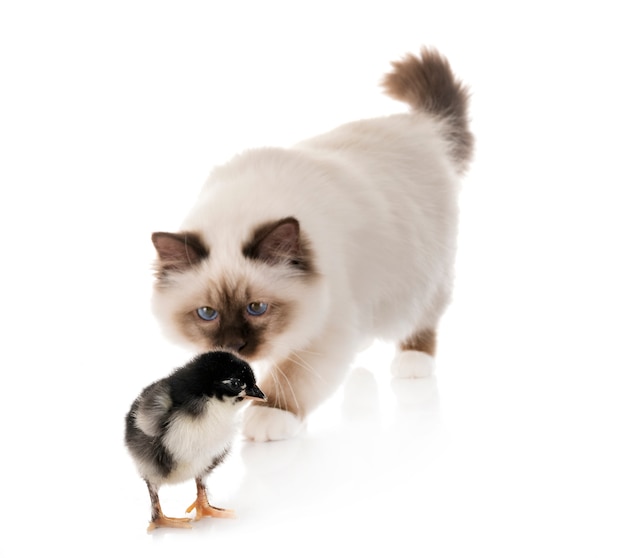 birman kitten and chick