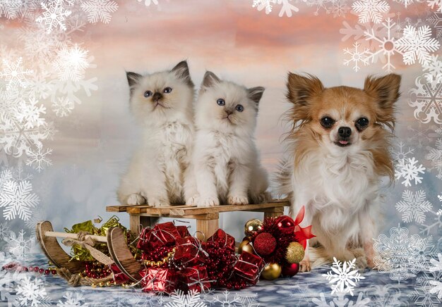 Birman kitten and chihuahua in front of christmas background