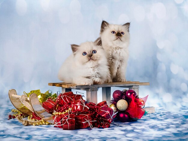 Birman kitten in front of christmas background