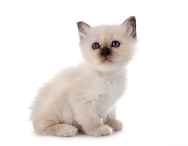 Birman kitten in front of white background