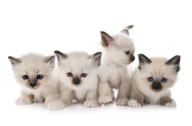 Birman kitten in front of white background