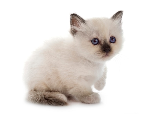 흰색 배경 앞의 Birman 고양이