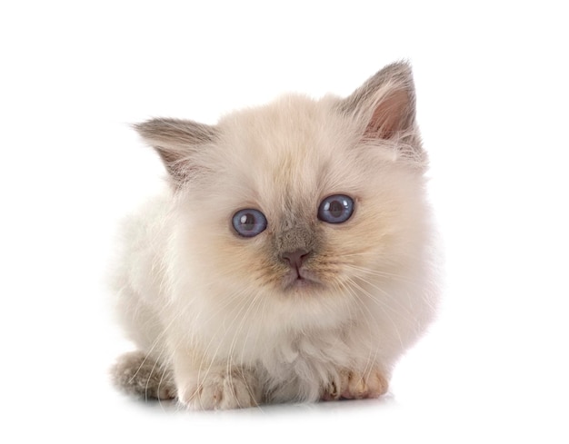 Birman kitten in front of white background