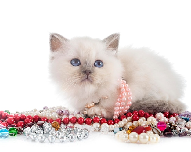 Birman kitten in front of white background