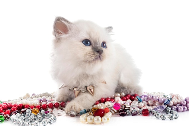 Birman kitten in front of white background