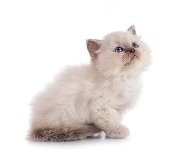 Birman kitten in front of white background