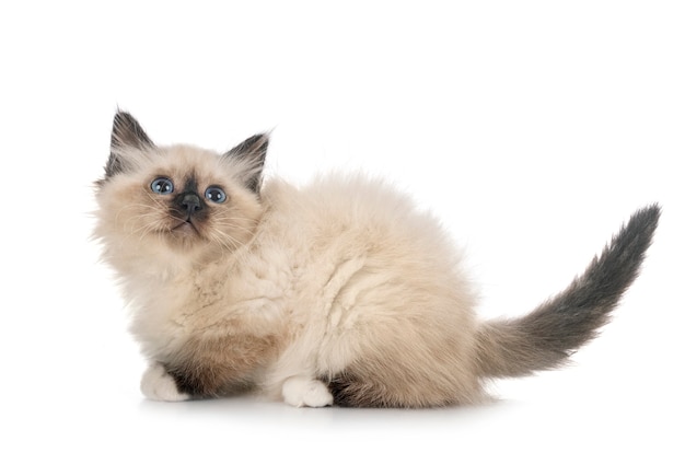 흰색 절연 앞에 Birman 고양이