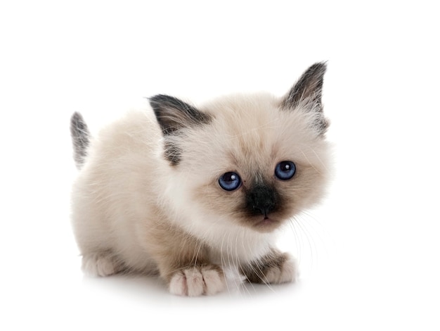 Birman kitten in front on white isolated