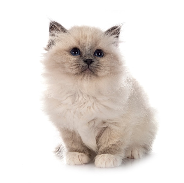 흰 벽 앞 Birman 고양이