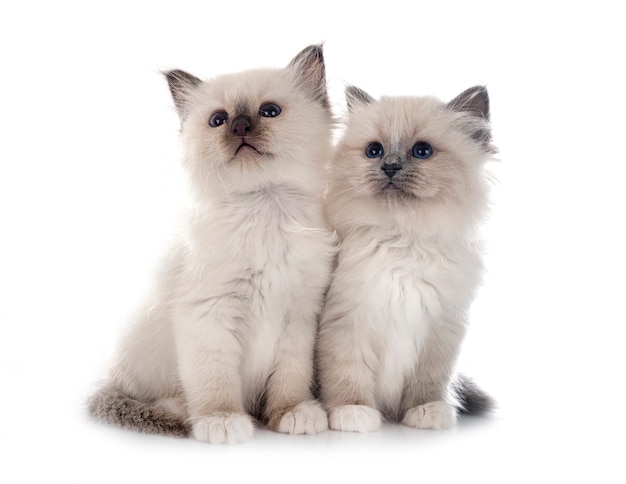 흰 벽 앞 Birman 고양이