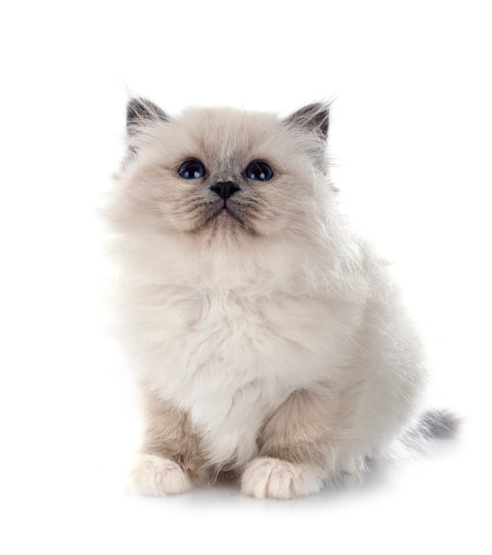 흰 벽 앞 Birman 고양이