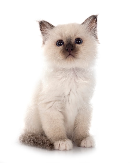 흰 벽 앞 Birman 고양이