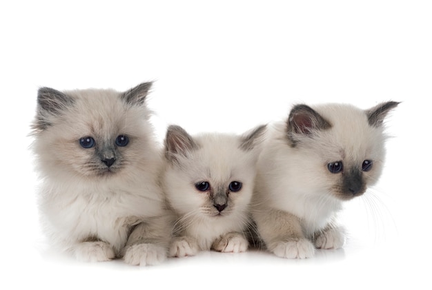 사진 흰 벽 앞 birman 고양이