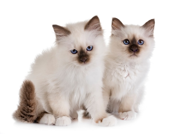 birman kitten in studio