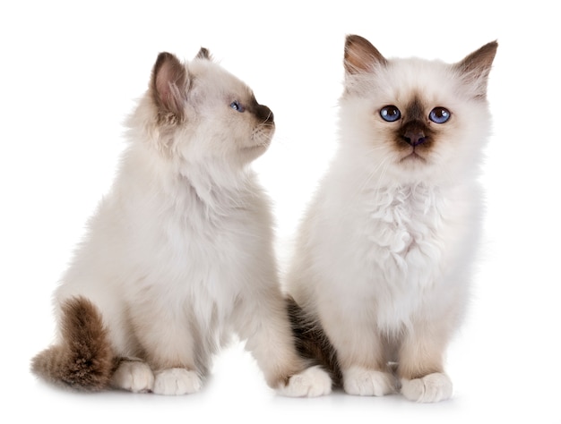 birman kitten in studio