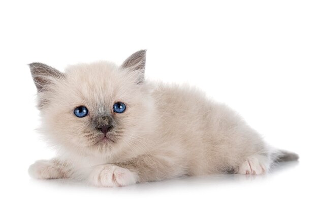 Birman kitten in studio