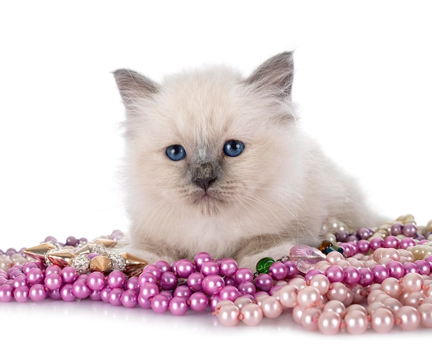 Birman kitten in studio