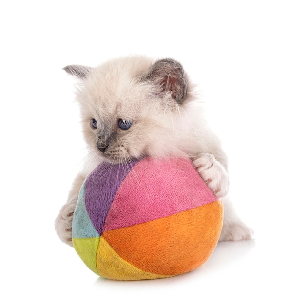 Birman kitten in studio