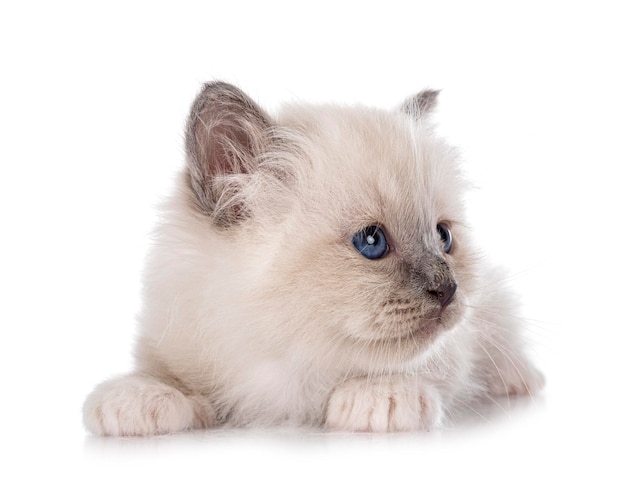 Birman kitten in studio