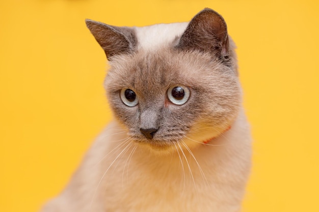 Birman kitten on yellow background Fluffy regdoll cat